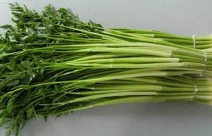 水芹菜是什么菜？水芹菜是野芹菜嗎