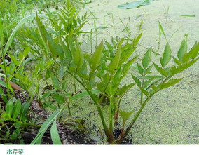 水芹菜和毒芹有哪些區(qū)別？水芹菜和毒芹圖片