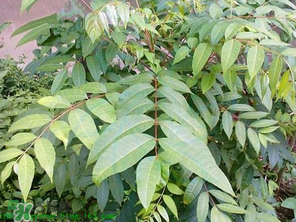 腌制的香椿能放多久？怎樣腌香椿放的時(shí)間長？