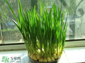 蒜苗發(fā)黃怎么回事？蒜苗發(fā)黃是什么原因？