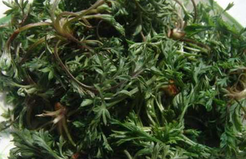 茵陳泡水喝有什么好處？茵陳泡水喝有什么功效與禁忌