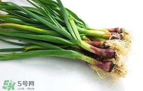 蒜苗多少錢一斤？蒜苗多少錢一斤2017？