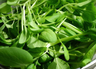 雞毛菜是什么菜？雞毛菜是小白菜嗎