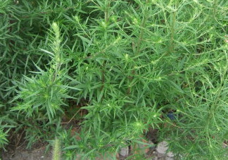 茵陳泡水喝有什么好處？茵陳泡水喝有什么功效與禁忌