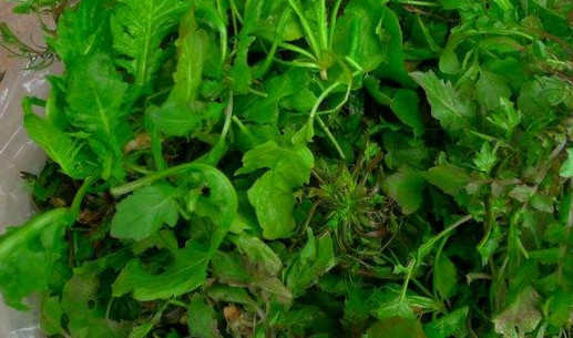 地菜是什么菜？地菜是不是薺菜