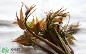 香椿怎么洗？香椿芽怎么洗干凈？