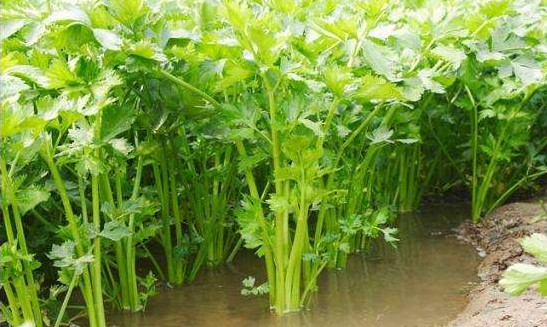 水芹菜有毒嗎？水芹菜有沒有毒