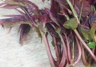 香椿芽怎么吃？新鮮香椿芽怎么吃