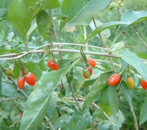 枸杞頭是什么樣子？枸杞頭是什么菜
