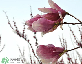 谷雨是什么季節(jié)？谷雨是春天還是夏天？
