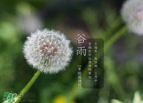 谷雨種什么菜？谷雨前后種什么蔬菜？