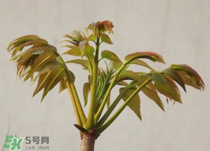 香椿紅的好還是綠的好？香椿紅色好還是綠色好？