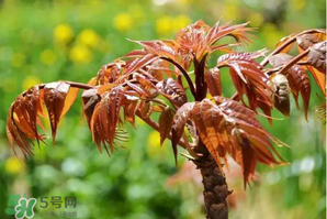 香椿紅的好還是綠的好？香椿紅色好還是綠色好？