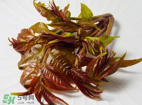 香椿有幾種？香椿哪種好？