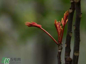 香椿有幾種？香椿哪種好？