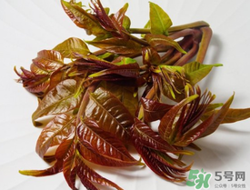 痛風(fēng)能吃香椿嗎？痛風(fēng)能吃香椿煎蛋嗎？