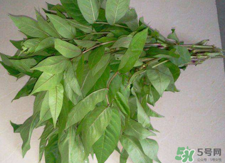 白花菜有什么功效？白花菜的功效是什么？