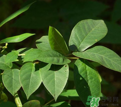 白花菜有什么功效？白花菜的功效是什么？