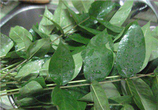 白花菜有什么功效？白花菜的功效是什么？