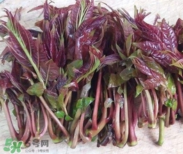 香椿芽怎么吃？新鮮香椿芽怎么吃