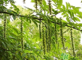 榆錢是榆樹的什么？榆錢是花還是果實(shí)