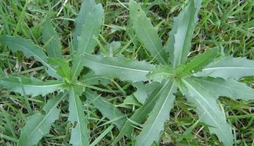 刺兒菜能吃嗎？刺兒菜可以吃嗎