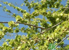 吃榆錢(qián)有什么好處?吃榆錢(qián)有什么禁忌?