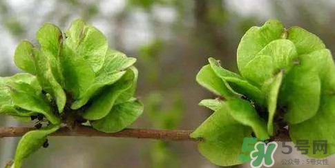 榆錢是榆樹的什么？榆錢是花還是果實(shí)