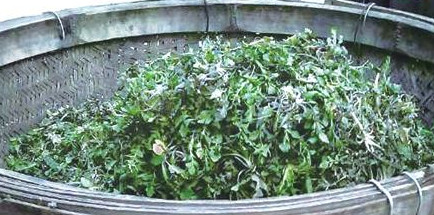 榆錢怎么存放？榆錢的保存方法