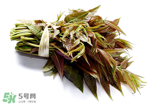 香椿可以助孕嗎？香椿有助孕的功效嗎？