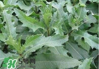 刺兒菜吃了有什么用？刺兒菜有什么功效