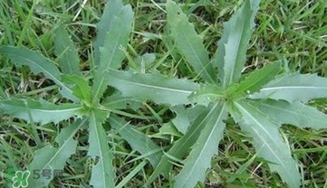 刺菜煮水喝有什么作用？刺菜泡水喝有什么好處