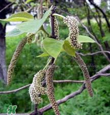 蒸構(gòu)樹花兒的功效 蒸構(gòu)樹花兒有什么功效？