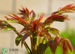 香椿會致癌嗎？香椿吃多了會致癌嗎？ 