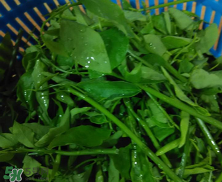 樹仔菜有毒嗎？樹仔菜有沒有毒？