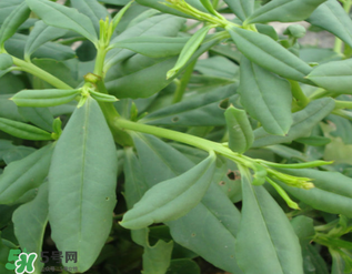 人參菜怎么吃？人參菜怎么吃好？