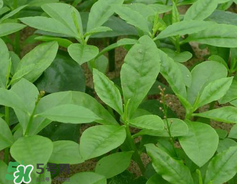 人參菜怎么吃？人參菜怎么吃好？