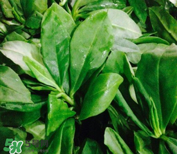 人參菜怎么吃？人參菜怎么吃好？