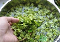 榆錢是榆樹的什么？榆錢是花還是果實(shí)