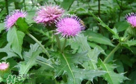 刺菜煮水喝有什么作用？刺菜泡水喝有什么好處