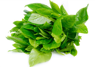 人參菜怎么吃？人參菜怎么吃好？