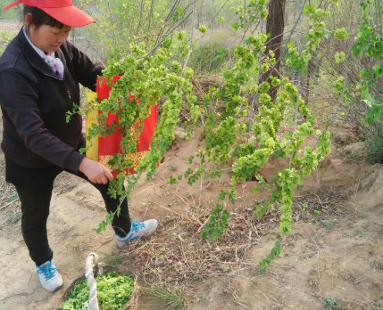 榆錢能炒雞蛋嗎？榆錢炒雞蛋怎么做