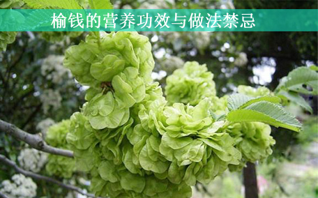 榆錢對(duì)身體有什么好處 榆錢適合什么樣的人吃