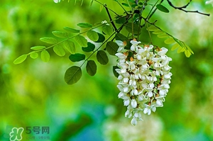 刺槐花幾月開？刺槐花什么時候開