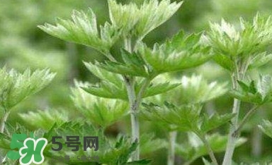 艾蒿能吃嗎？艾蒿能做菜吃嗎