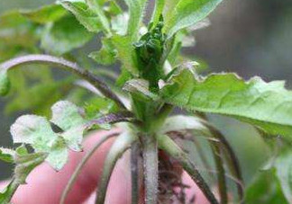 高血壓能吃刺兒菜嗎？刺兒菜能降血壓嗎