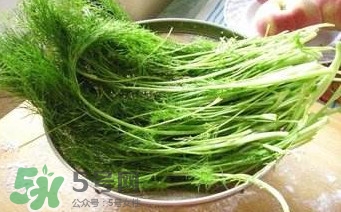 茴香苗有什么好處？茴香苗的功效與作用