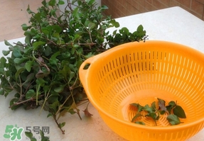 吃枸杞葉會過敏嗎？吃枸杞葉會不會過敏