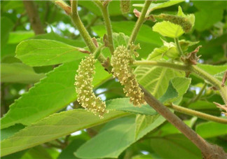 蒸構(gòu)樹花兒孕婦可以吃嗎？孕婦可以吃蒸構(gòu)樹花兒嗎？
