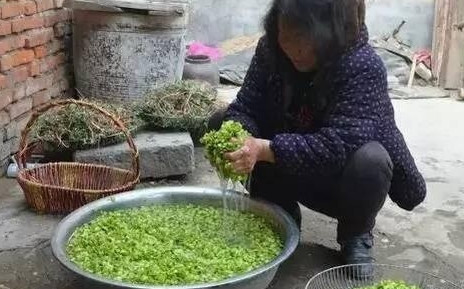 榆錢怎么蒸？蒸榆錢的做法